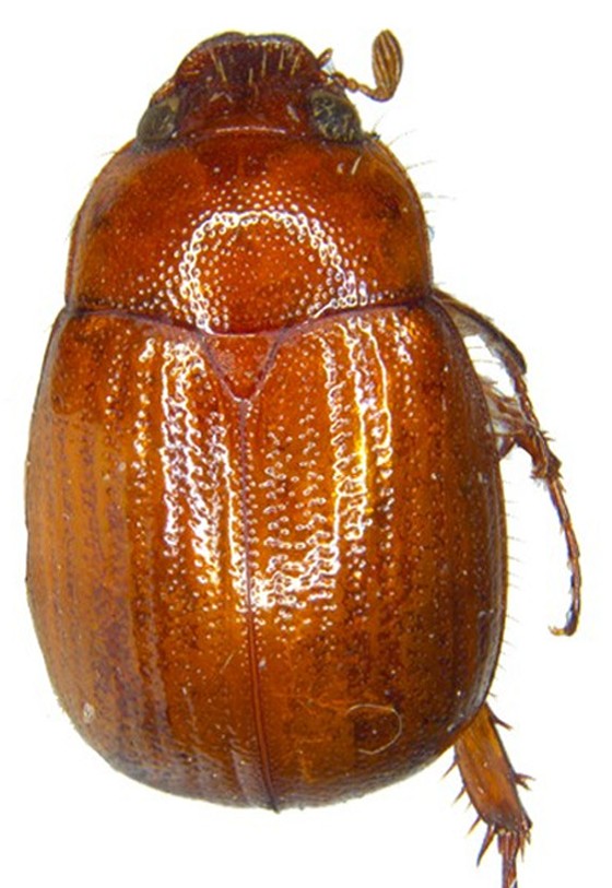 New Scarab Beetle Species