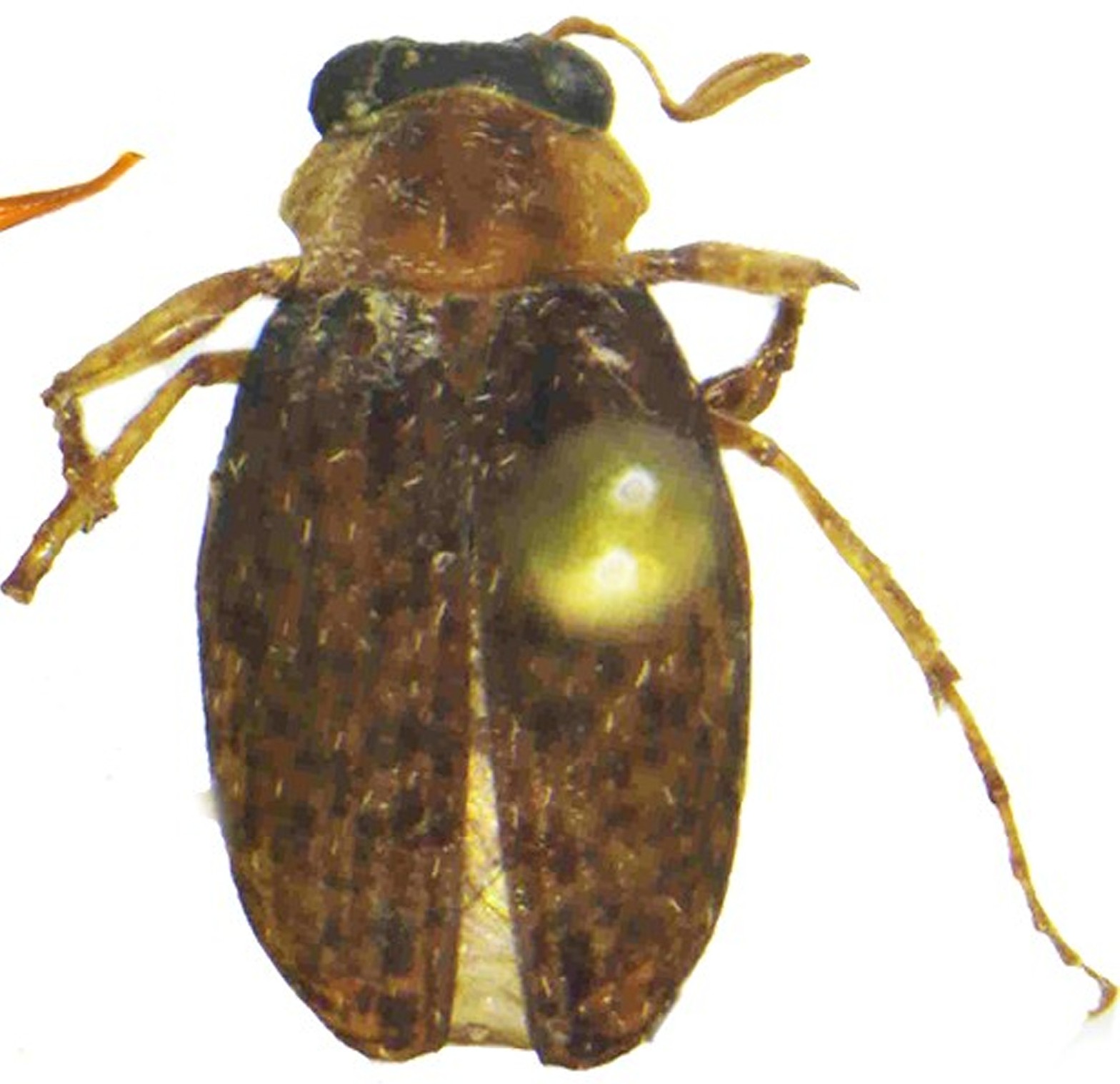 New Scarab Beetle Species
