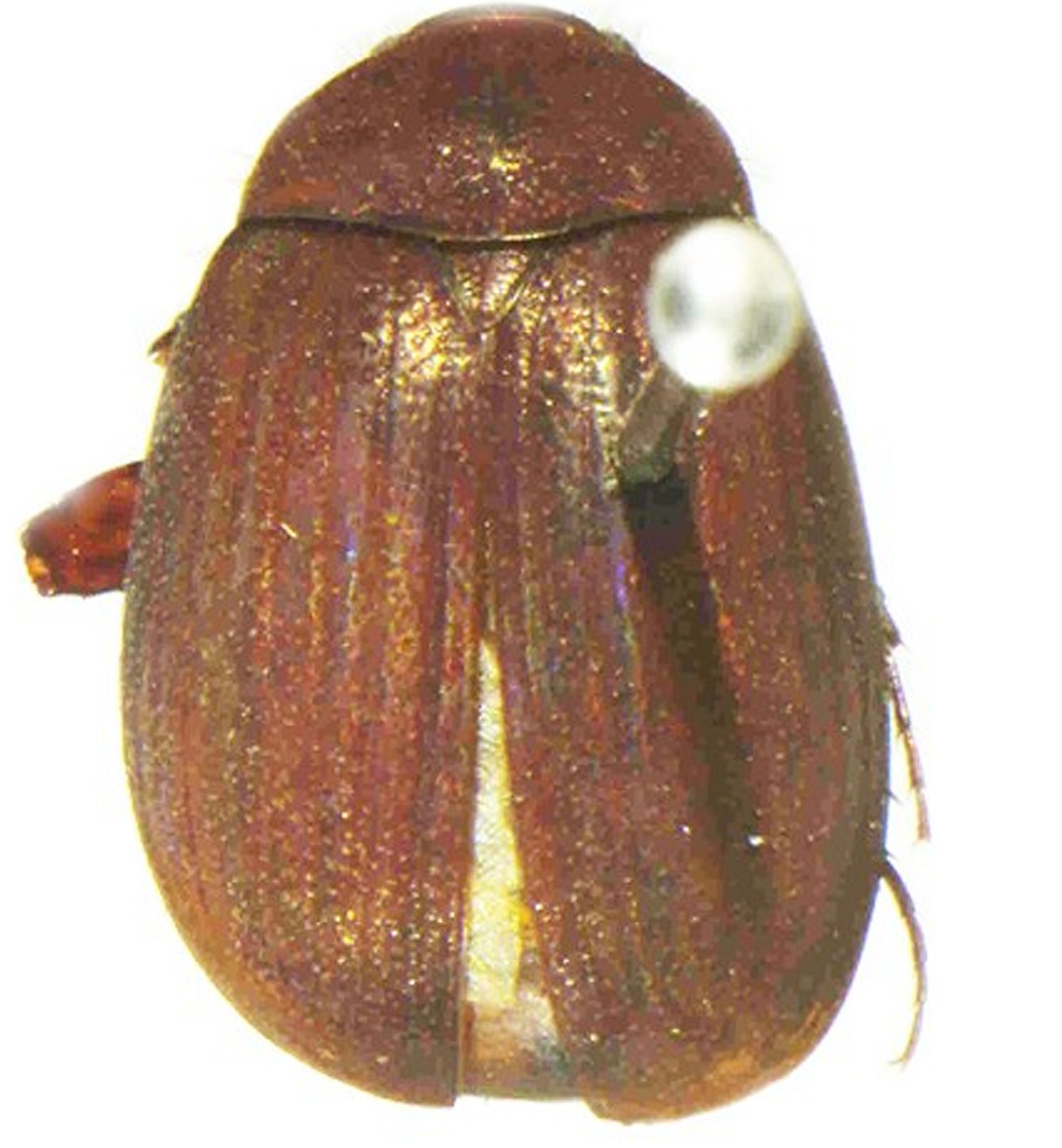 New Scarab Beetle Species