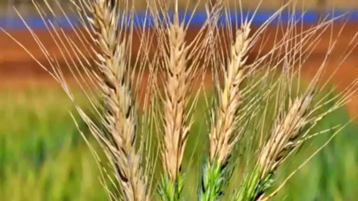 ISRAEL ROMANIA  ISRAEL FOOD SECURITY  ഇസ്രയേല്‍ റൊമാനിയ ഗോതമ്പ് കരാര്‍  ഇസ്രയേല്‍ കാര്‍ഷിക മേഖല