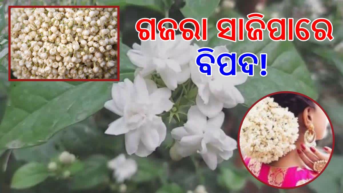 ମଲ୍ଲି ଗଜରା ସାଜିପାରେ ବିପଦ!