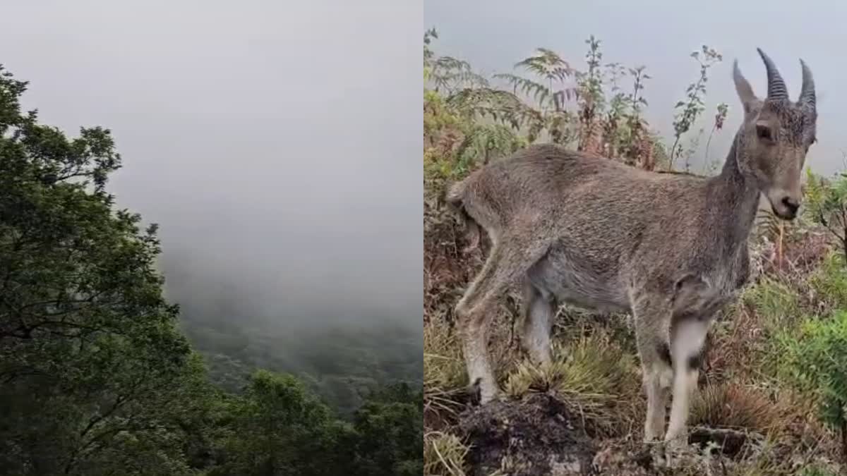 TOURIST PLACE IN MUNNAR  SUMMER VACATION IN MUNNAR  ERAVIKULAM PARK TOURISTS PALCE  ഇരവികുളം ദേശിയോദ്യാനം