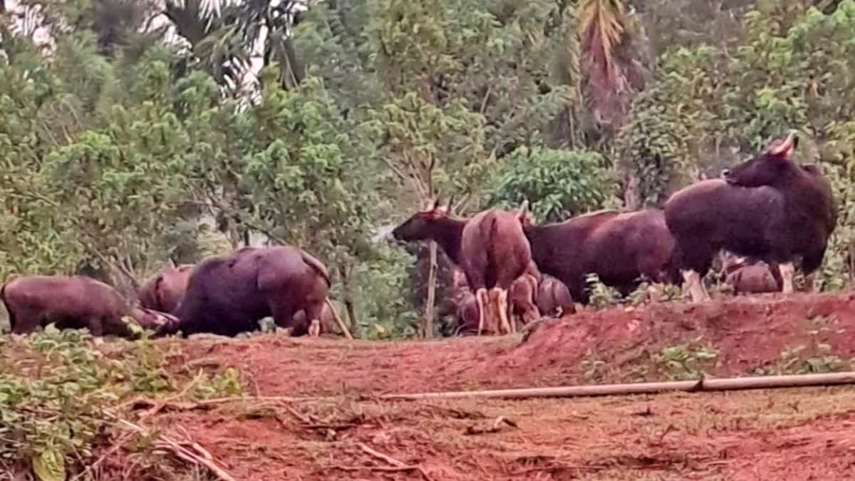 ಕಾಡು ಕೋಣಗಳ ಹಿಂಡು