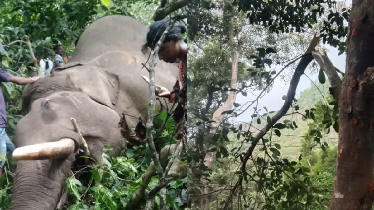 Elephant dead body