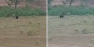 bear in Kawardha