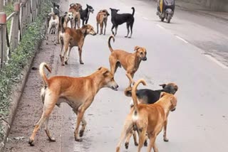 STRAY DOGS WREAK HAVOC IN RAJGARH