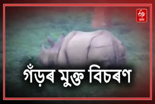 Rhino Roaming Freely In Teok of jorhat