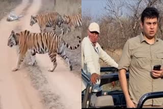 TOURISTS WILDLIFE SAFARI IN PANNA