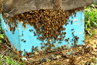 Apis mellifera Bees kullu news