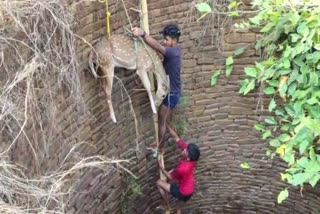 DEER FELL INTO WELL