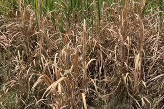 SUGARCANE CROP IN MARAYOOR  CROP IN MARAYOOR DRIED UP  CROP DRIED UP DURING SUMMER  കൊടും വേനലില്‍ കൃഷി കരിഞ്ഞുണങ്ങി