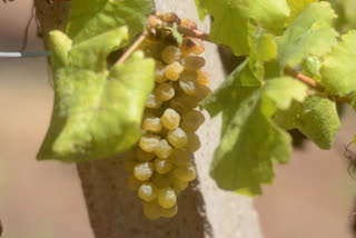 TN grape farmers in crisis