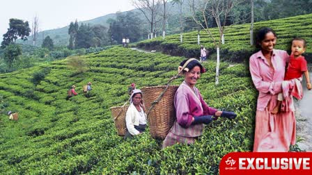 Tea Garden