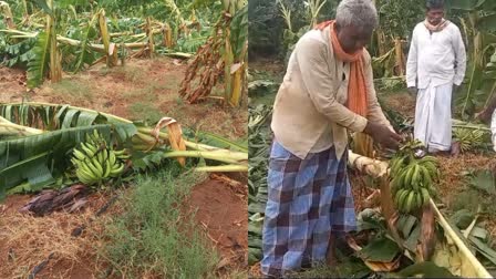 Banana crop destroyed by rain