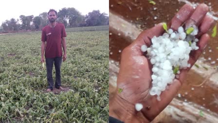 CROPS DESTROY HEAVY HAILSTORM