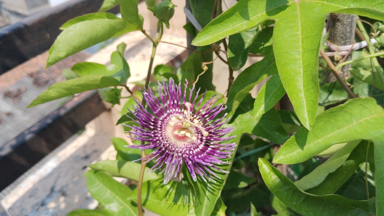 kaurav pandav plant IN Terrace garden