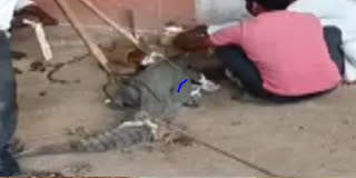 crocodile entered in a house