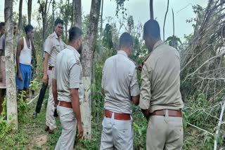 TIGER IN THE JUNGLE OF KHUNTI