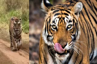 PANNA TIGER RESERVE VIDEO