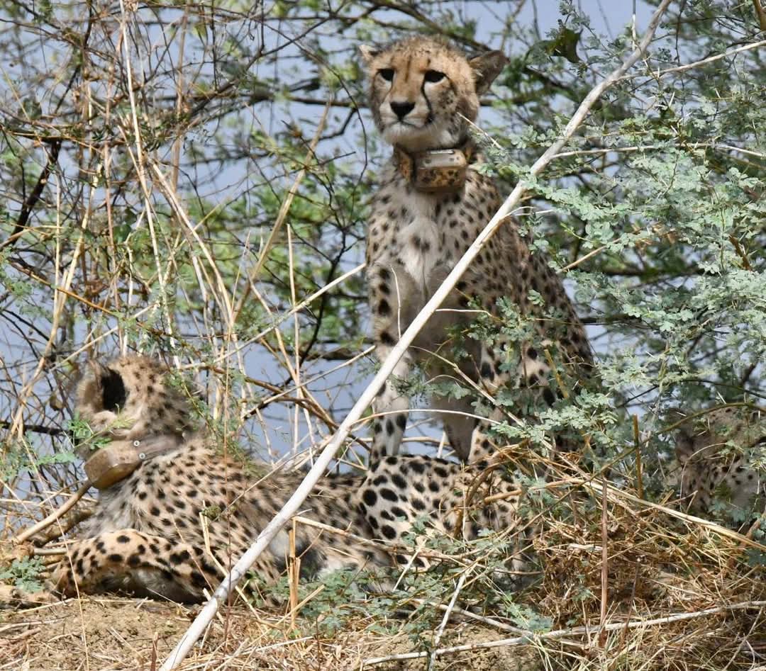 CHEETAH HUNTED CATTLE SHIVPURI