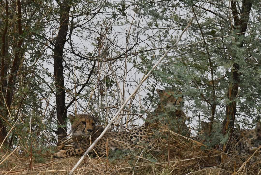 Cheetah Movement in Shivpuri village