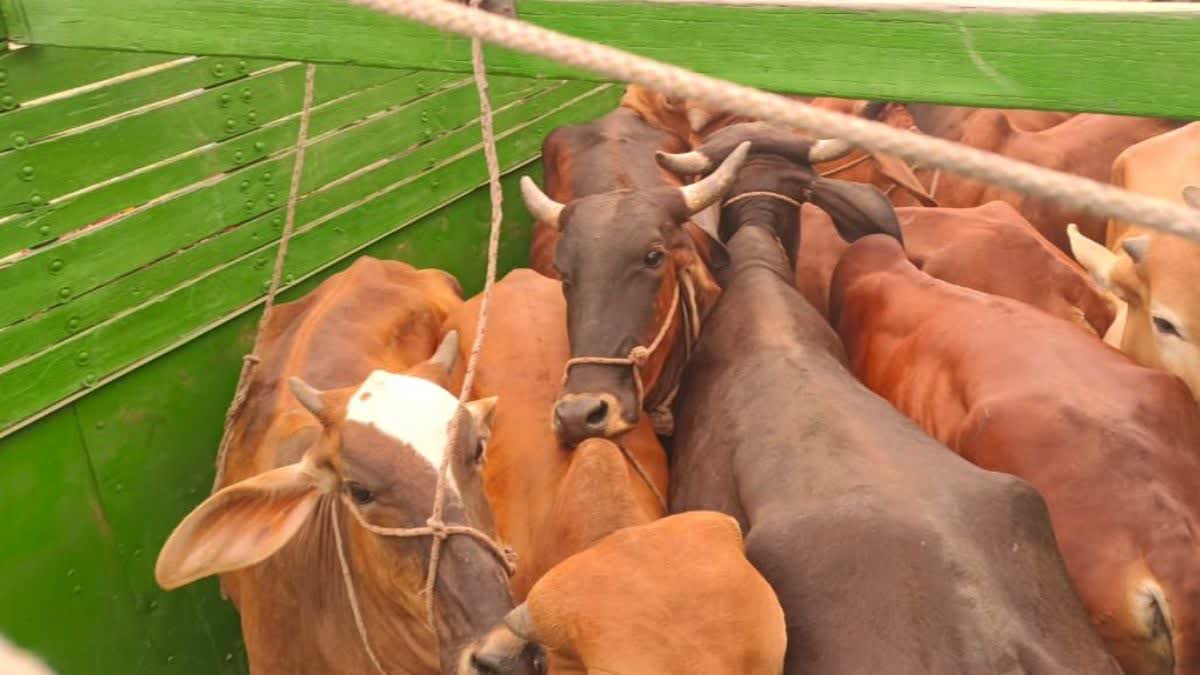 Cattle Smuggling Case