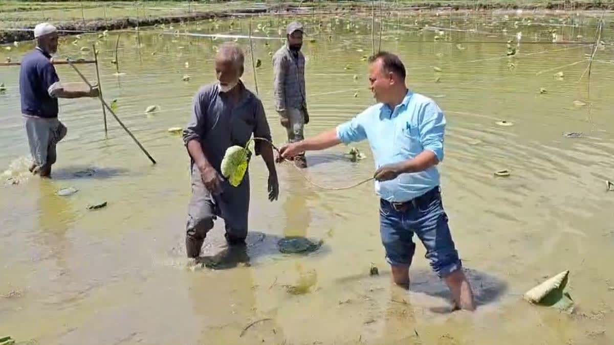 کرشی وگیان کیندر نے ولر جھیل کے قریب لوٹس کے پودے لگانے گئے