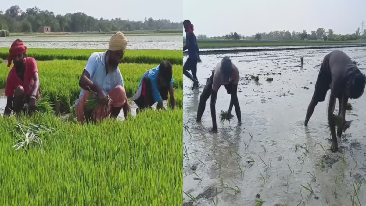 Harvesting Of Paddy