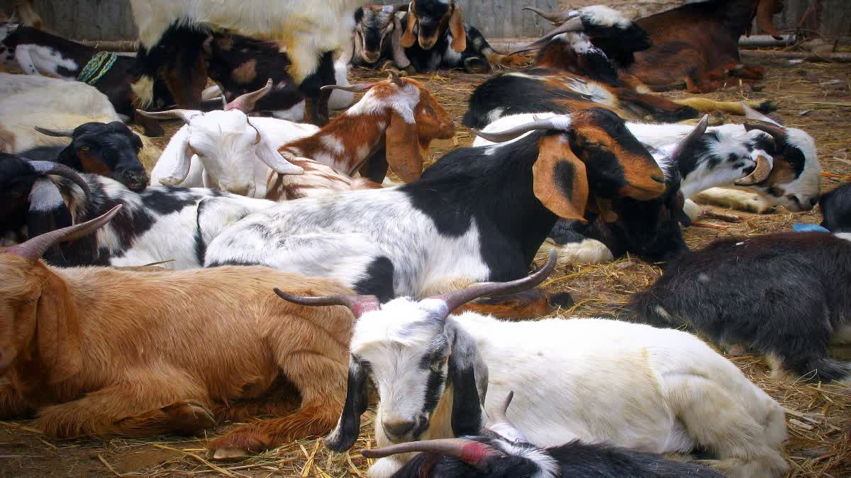 Burhanpur decorated Bakra market