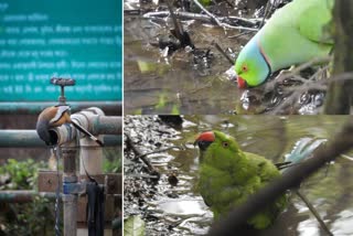 Heatwave effect on Birds