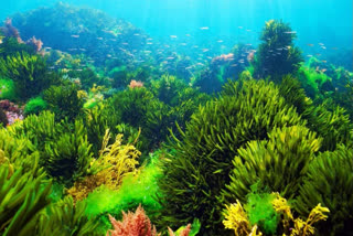 An international team found a ocean algae that help cool to Earths climate