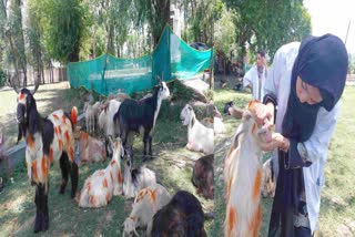 گاندربل کے بازاروں دیگر مقامات پر قربانی کے جانوروں کی خرید و فروخت زوروں پر