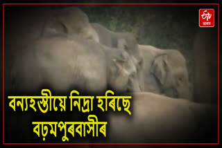 Wild elephant menace continues at Barhampur in Nagaon