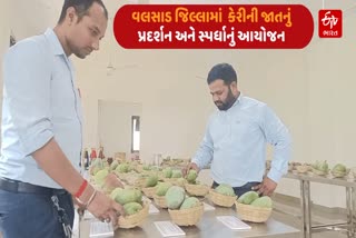 કેરીની સ્પર્ધા અને પ્રદર્શન