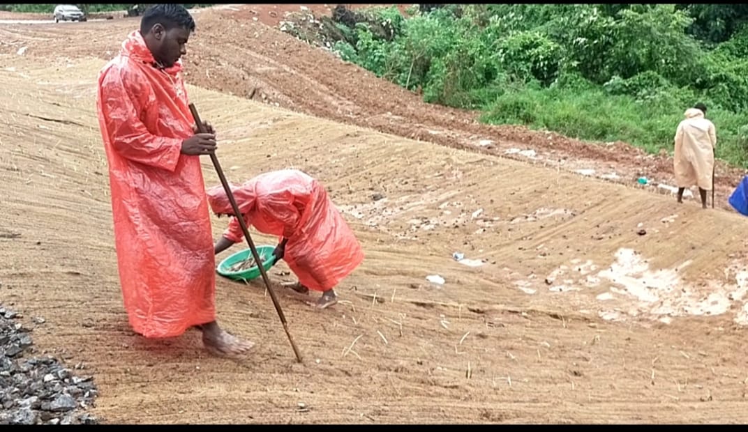 grass planting