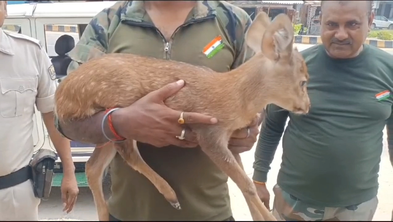 Valmiki Tiger Reserve