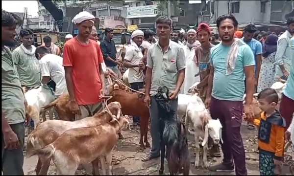 Burhanpur decorated Bakra market