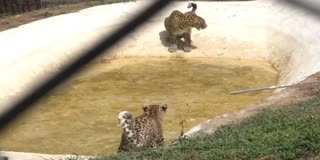 JK ZOO TURNS AC