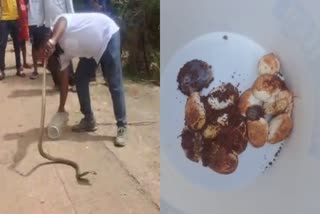 GADAG  ನಾಗರಹಾವು ರಕ್ಷಣೆ  COBRA EGGS  SNAKE EXPERT SURESH