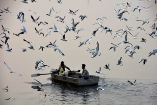 Siberian birds favorite camp Ujjain