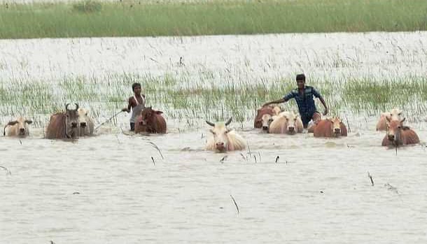 Assam flood