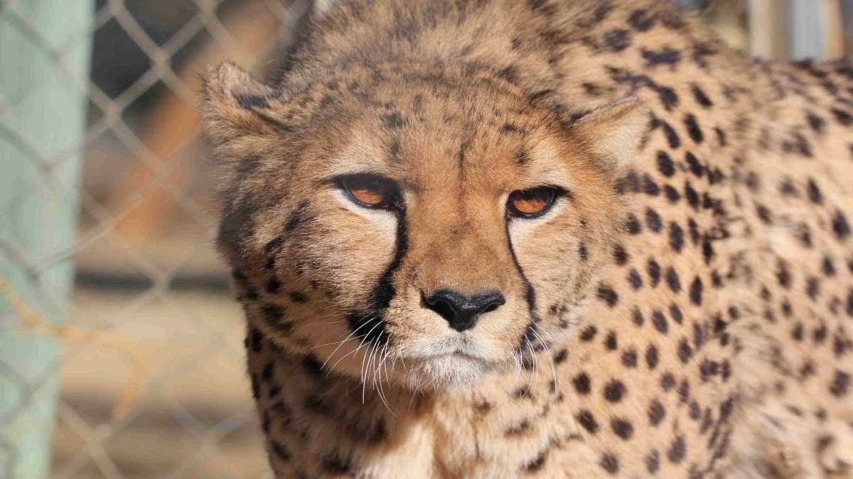 Cheetah Death in Kuno