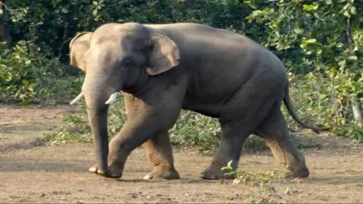 man died in elephant attack