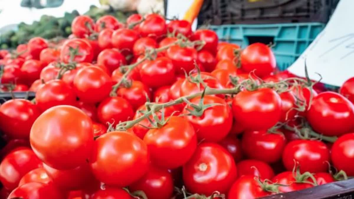 Tomatoes crisis: ଗ୍ରାହକଙ୍କୁ ମିଳିବ ଆଶ୍ବସ୍ତି, ଏକାଧିକ ରାଜ୍ୟରୁ ଟମାଟୋ କିଣିବେ ସରକାର