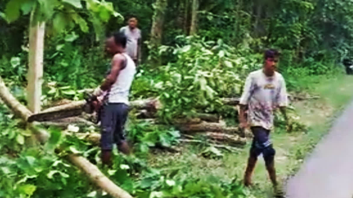 More than 7000 sal trees will be cut as the expansion of the national highway number 27 is underway in the Goalpara district of Assam. The two-lane highway is being converted into a four-lane road. The highway passes through the Borjhar forest area under the Krishna regional forest division of the district.