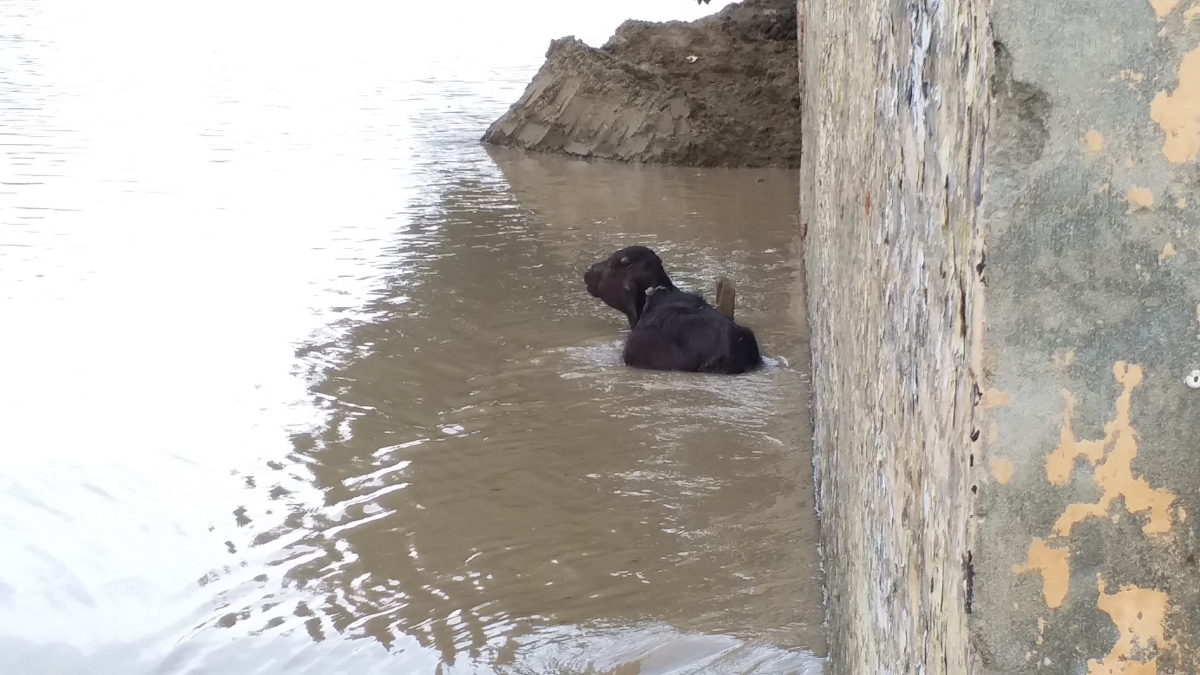 flood in Panipat