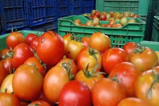 തക്കാളി  തക്കാളി വില  ഹിമാചൽ മഴ  ഹിമാചലിൽ തക്കാളി കൃഷി  ചെന്നൈ തക്കാളി  tomato prices  tomato  himachal pradesh tomato prices  himachal rain  rain  tomato prices to rise