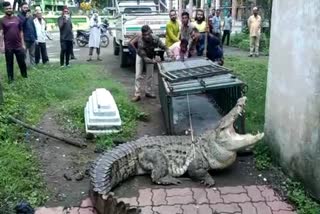 Crocodile Rescue: કોડીનારની મસ્જિદમાં આવી ચડેલી મહાકાય મગરમચ્છનું કરાયું રેસ્ક્યુ