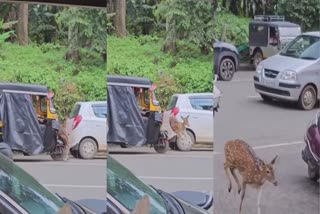 deer-crossing-national-highway-in-sultan-batheri