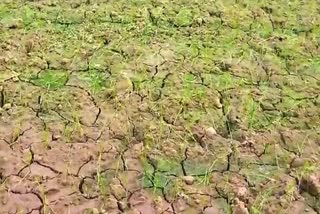 drought situation in nabarangapur